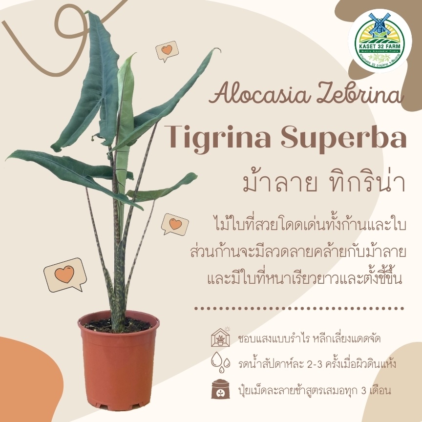 Alocasia Zebrina 'Tigrina Superba' ต้นม้าลายทิกริน่า