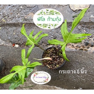 Philodendron pedatum (ฟิโลก้ามกุ้ง)  ต้นแข็งแรง รากเดินดี