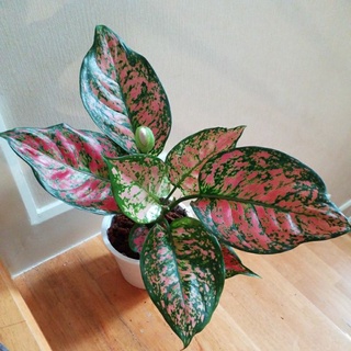 ต้นอัญมณีแดง หรือ อโกลนีมา (Aglaonema )