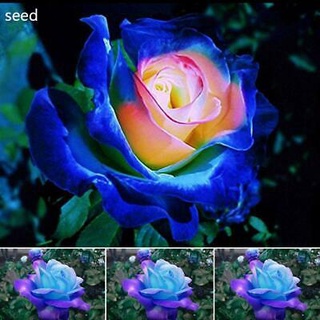 25 เมล็ด เมล็ดกุหลาบ สีน้ำเงิน ดอกใหญ่ กุหลาบ  Rose seeds