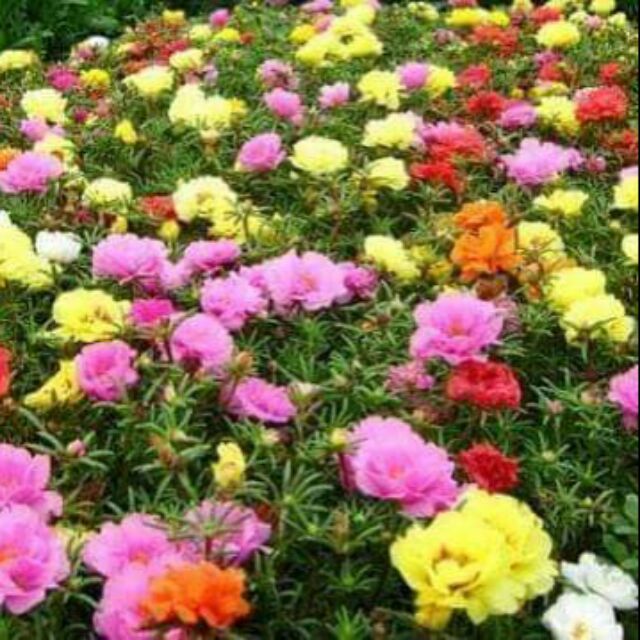 เมล็ดพันธุ์ดอกแพรเซียงไฮ้ ดอกซ้อนคละสี 2,000-20,000 เม็ด/ซอง ไม้ดอกสวยงาม ดูแลง่าย สีสันสดใส เหมาะกับทุกสวน