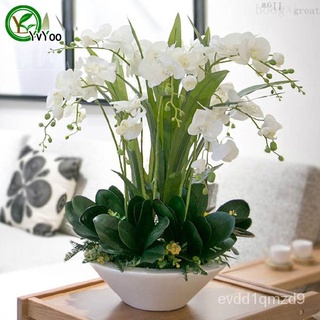 Moth orchid Seeds Flower Seeds Indoor Bonsai plant 30 particles / lot E024上衣/帽子/向日葵/手链/seeds/种子/玫瑰/香菜/园艺/文胸/ DSNP