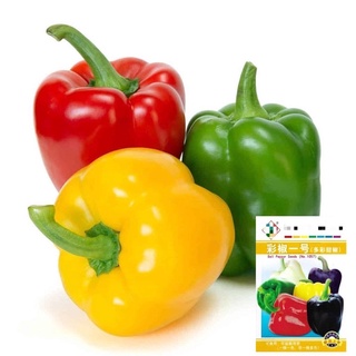 พริกหวาน คละสี  Bell Pepper Color Mix  Original สายพันธุ์ OP จำนวน 50เมล็ด
