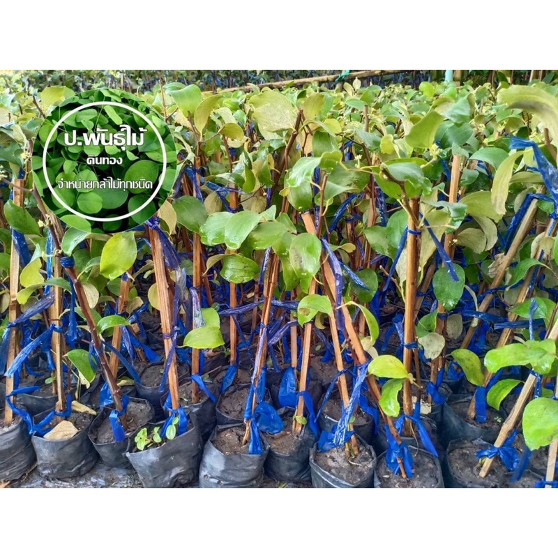 ต้นพุทราสามรส ต้นพุทรา เสียบยอดสูง 40-60 เซน หากเสียหายเครมฟรี ไม่มีค่าใช้จ่าย