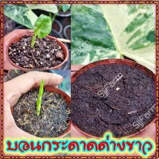 ใหม่!!Alocasia macrorrhizos ชิ้นตา-ไข่บอนกระดาดด่างขาว รื้อจากต้นแม่ด่างแท้ จัดส่งพร้อมกระถาง