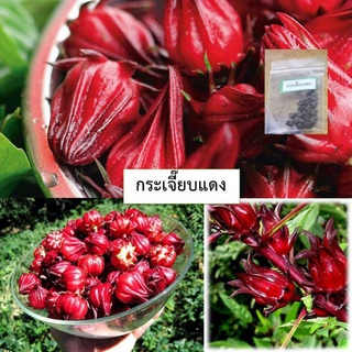 เมล็ดกระเจี๊ยบแดง 20 เมล็ด (ซื้อ10แถม1 คละได้)