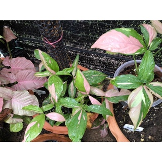 เงินไหลมาด่างชมพู  syngonium pink splash ชื่อมงคล สีสวย ต้นแข็งแรง พร้อมเลื้อย