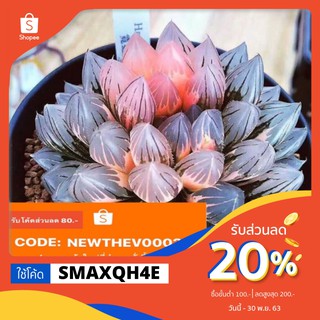 ใช้โค๊ดลด20%‼️ ไม้อวบน้ำ Haworthia cooperi (ด่าง) 50เมล็ด+ชุดเพาะ