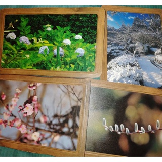 โปสการ์ด ญี่ปุ่น ลายดอกไม้ ทิวทัศน์ ต้นไม้ เนื้อดี ภาพสวย Japan postcard Natural