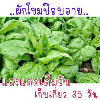 เมล็ดพันธุ์ ผักโขมป๊อบอาย ปวยเล้ง 50เมล็ด