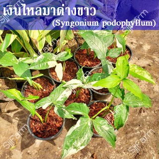 1 กระถาง ต้นเงินไหลมาด่างขาว Syngonium podophyllum คละกระถางส่ง  จัดส่งพร้อมกระถาง