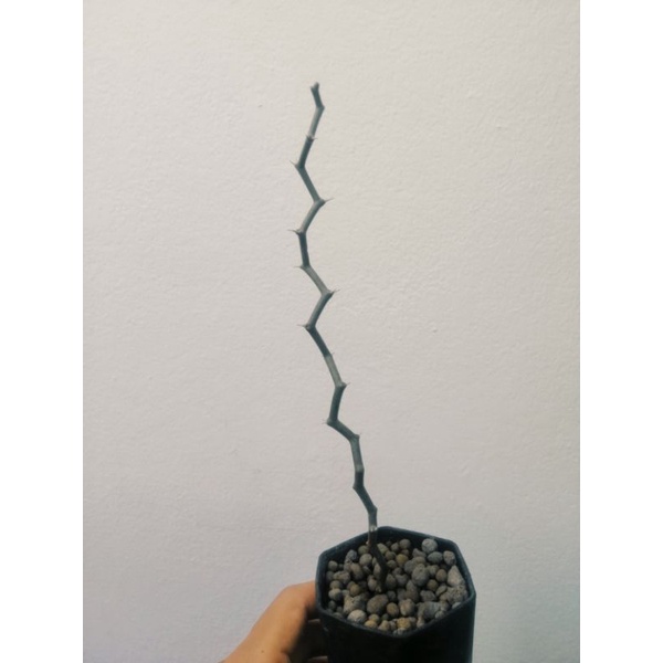ซิกแซกมาดากัสการ์​  decarya​madagascariensis​