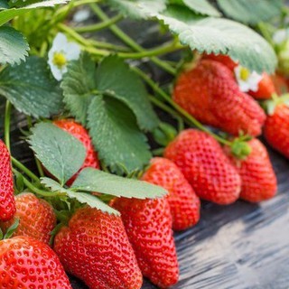 เมล็ดพันธุ์ สตรอเบอร์รี่ยักษ์ Strawberry Seeds 500เมล็ด