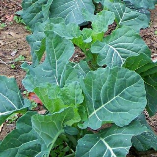 เมล็ดปูเล่จอร์เจีย 100 เมล็ดิ Georgia Collards