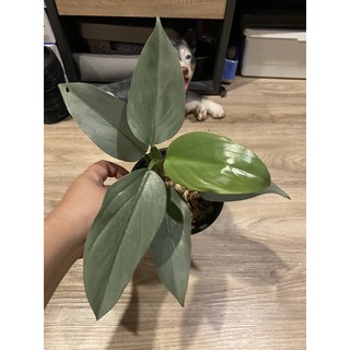 philodendron hastatum ฟิโลดาบเงิน