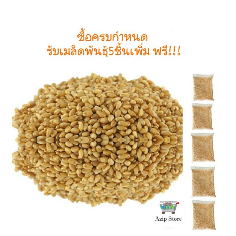 เมล็ดข้าวสาลี (Wheatgrass) สำหรับปลูกหญ้าแมว/ต้นอ่อนทานเอง | ออร์แกนิก นำเข้าออสเตรเลีย ปลูกง่าย คน-แมวทานได้