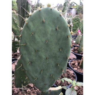 opuntia snow  แพดตัดสด