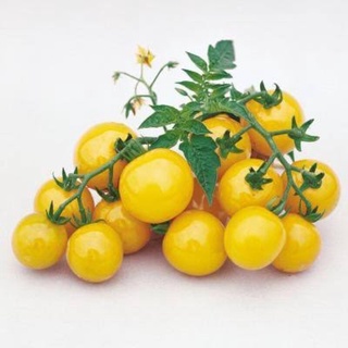 เมล็ดพันธุ์ มะเขือเทศเชอรี่พุ่มเตี้ย สีเหลือง บรรจุ 50 เมล็ด (Yellow Cherry Tomato)หวานประมาณ ซื้อ 50 เมล็ด (ไม่ใช่พืช)