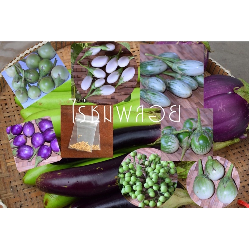 เมล็ดพันธุ์มะเขือ หลายสายพันธุ์ บรรจุพันธุ์ล่ะ 50 เมล็ด ราคา 10 บาท
