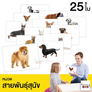 flashcard แฟลชการ์ด บัตรคำศัพท์ใหญ่ [ หมวดสายพันธุ์สุนัข Dog]