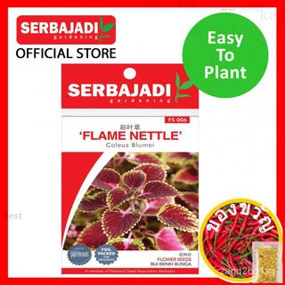 SERBAJADI Flower Seed Hybrid Flame Nettle-Coleus Blumei Biji Benih Tanam/Plant/Gardening/Sayur [EASY GROW]ผักชี/กุหลาบ/ห