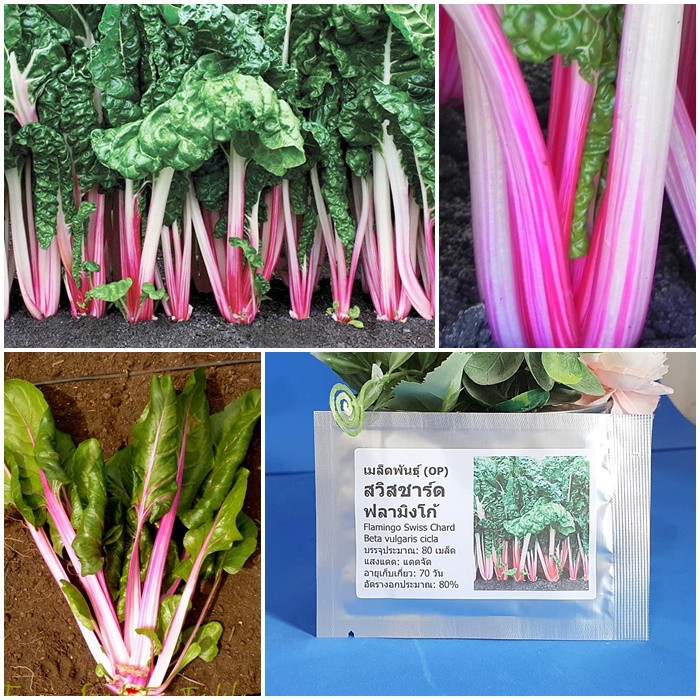 เมล็ดพันธุ์ สวิสชาร์ด ฟลามิงโก้ (Flamingo Swiss Chard Seed) บรรจุ 80 เมล็ด คุณภาพดี ราคาถูก ของแท้ 100%