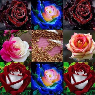 30 เมล็ด เมล็ดพันธุ์ ดอกกุหลาบ สีคละสี พันธุ์ดอกใหญ่ นำเข้า Rose Seeds