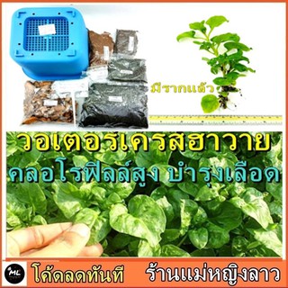 🌷 วอเตอร์เครสฮาวาย ใบยักษ์ ชุดปลูก ต้นไม้ กินใบ กระถาง ใหญ่7.5" แถม ดินอินทรีย์ 0.5โล ต้นจริง พันธ์ุ เมล็ด221