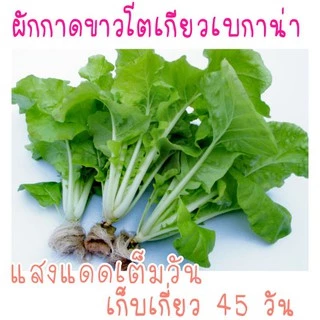 500 เมล็ด ผักกาดขาวญี่ปุ่น โตเกียวเบกาน่า