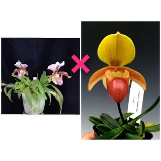 Paph.DollS Kobold × Paph.helenae