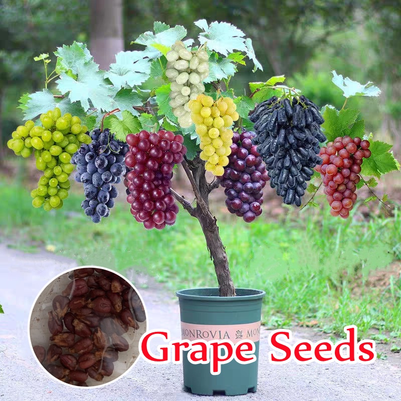 ประเทศไทยพร้อมสต็อก บอนสี 100เมล็ด Hybrid Sweet Grape Seeds Fruit Seed พันธุ์ไม้ผล เมล็ดพันธุ์ ต้นไม้ ต้นผลไม้
