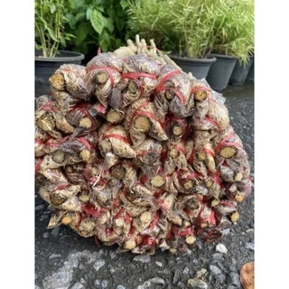กิ่งชะอมหนามน้อย1มัด50กิ่งตอน💥ถูกสุดในShopeeพร้อมปลูกรากเต็มทุกกิ่งยอดดกหนามสั้นราคาปรับขึ้นตามฤดูกาลนะครับ