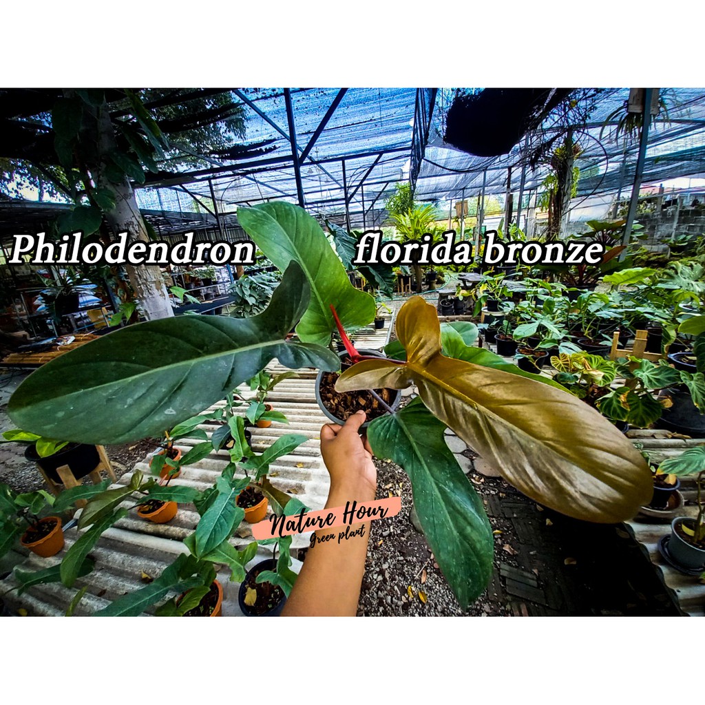 philodendron florida bronze ไม้สุดหล่อ ก้ามกุ้งผสมแบล็คคาดินัลติดด่างทุกต้น