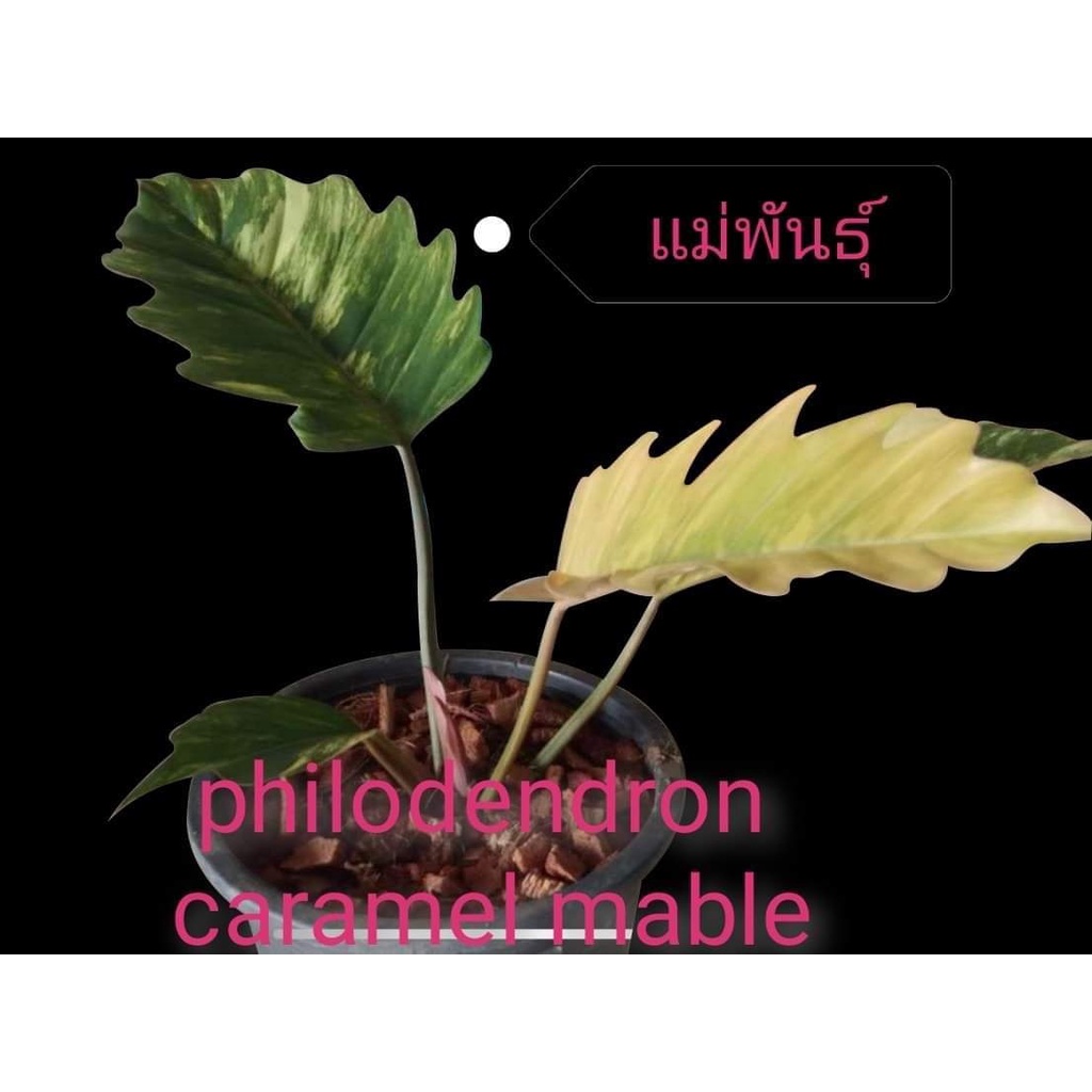 philodendron caramel Mable (พิณนาค แม่ด่าง) อนุบาลแล้ว 2-3 เดือน