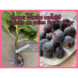 กิ่งตอนมะเดื่อฝรั่ง ไวโอเลต เดอโซลีส์ violette de solies fig air layer