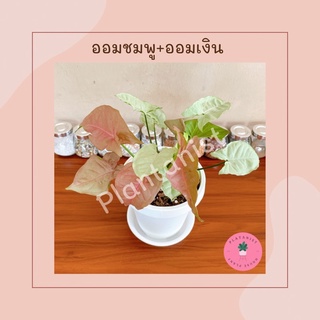 ( 2In1 )ต้นออม "ชมพู+เงิน" ในกระถางเดียวกัน - ไม้มงคล ช่วยความร่ำรวย  เสริมบารมี  (Syngonium “Moonshine”+ "Pink")