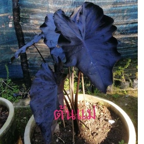 แบล็คโครอล​ /Colocasia​ Black​ coral​ โคโลคาเซียแบล็คโครอล​ จัดส่งทั้งกระถาง​