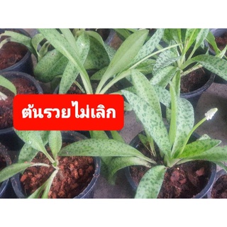 (มีปลายทาง)ต้นรวยไม่เลิก ใส่กระถาง🌿#รวยไม่เลิก