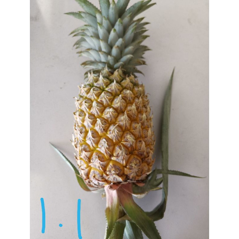 สับปะรดพันธุ์ตราดสีทองตัดสดจากสวน​25บาท