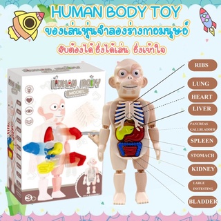 👨‍🏫พร้อมส่ง👨‍🏫Human Body Model ของเล่นจำลองร่างกายมนุษย์ ของเล่นstem ของเล่นวิทยาศาสตร์ ของเล่นเด็ก เกมสมอง