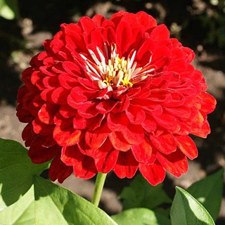 เมล็ด ดอกบานชื่นสีแดง - Mixed Red Zinnia Flower