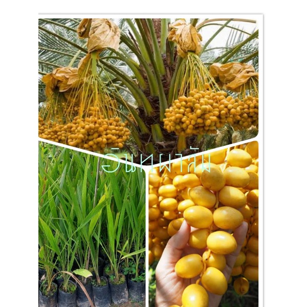 ต้นอินทผาลัม  เหลือง พันธุ์บาฮีทานผลสด เพาะเมล็ด ปลูก4ปีให้ผล ต้นอินทผาลัม บาฮีทานผลสด