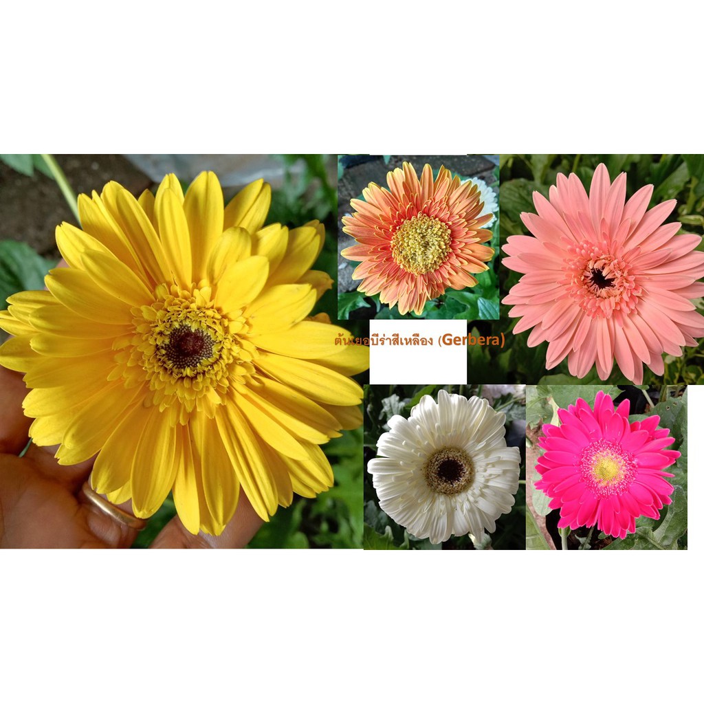 ต้นเยอบีร่าสีเหลือง (Gerbera)ถุงดำ ส่งพร้อมติดดอกแล้วคะ
