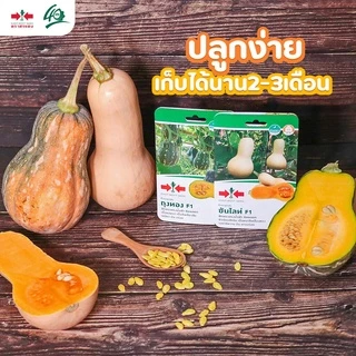 GGEW เมล็ดพันธุ์ซฟ ฟักทองบัตเตอร์นัทถุงทอง 10 เมล็ด ตราศรแดง Butternut
