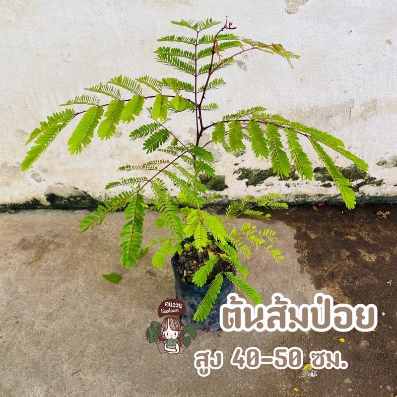 ต้นส้มป่อย ยอดอ่อนและใบอ่อนมีรสเปรี้ยว ต้นสวย นิยมนำมาประกอบอาหาร