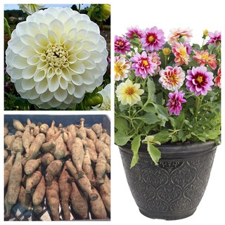 รักเร่ Dahlia สายพันธุ์ Boom Boom White นำเข้าจากเนเธอร์แลน หัวสดใหม่ 1 หัว/ออเดอร์