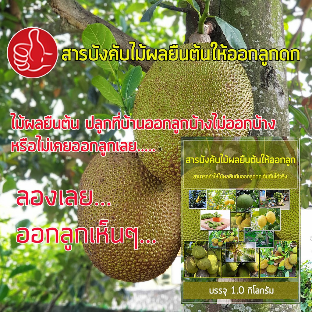 ปุ๋ยบังคับให้ไม้ผลยืนต้นออกผลดก สารเร่งดอกไม้ผล สารมารถบังคับให้ผลไม้ออกลูกออกผลดกได้