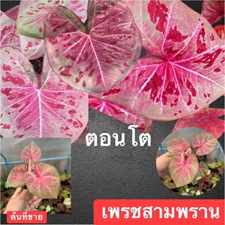 เพชรสามพราน บอนสีหายาก น่าสะสมกัดสีสวยมาก(ส่งทั้งกระถาง)