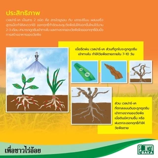 เวลปาร์-เค ออกฤิทธิ์แบบ คุมและ ฆ่าหญ้า ในไร่อ้อย ขนาด 1กิโลกรัม