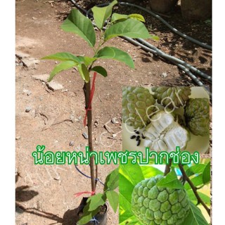 ต้นน้อยหน่าเพชรปากช่อง (กิ่งตอน)ต้นสูง70-80 cm(1ต้น)